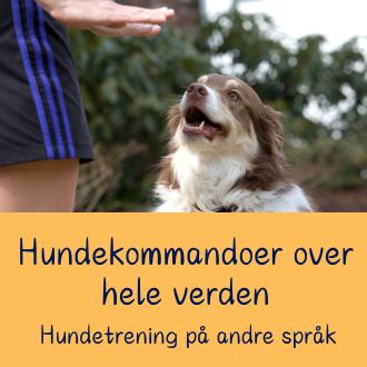 Hundekommandoer over hele verden - Hundetrening på andre språk